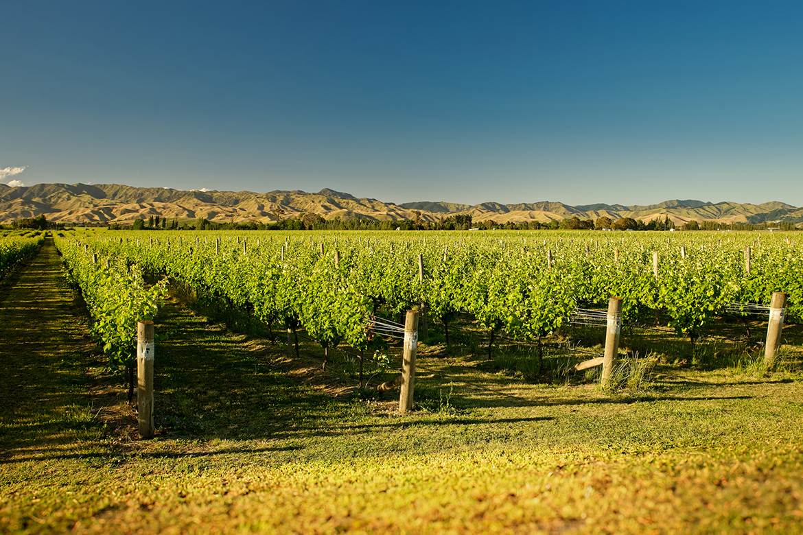 Neuseelands Weinbaugebiete Marlborough