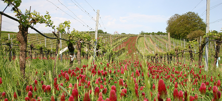 roman pfaffl weingut mobile 2 | Silkes Weinblatt