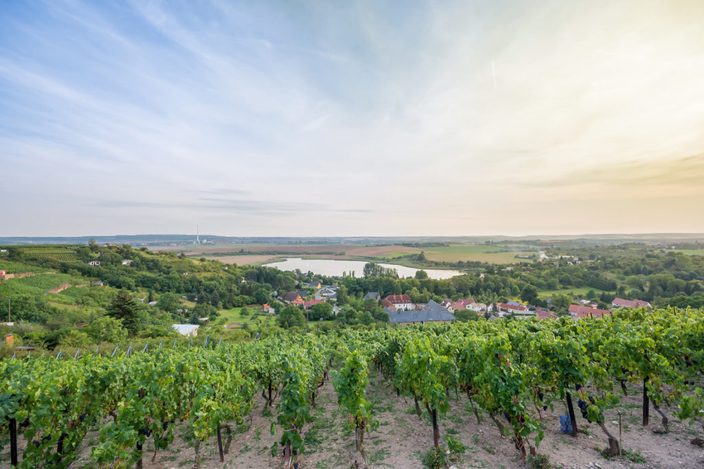 Wer zur richtigen Zeit auf der Weinstraße Saale-Unstrut oder den Weinrouten „Mansfelder Seen“ und „Weiße Elster“ wandert, kann Zeuge des Aufwands werden, den die Winzer betreiben.