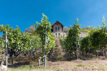 Weinterrassen, Burgen und grüne Flusstäler: Die Weinkönigin von Saale-Unstrut herrscht über ein malerisches Panorama.