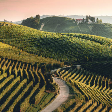 Der Trebbiano di Lugana ist kein komplizierter Tropfen. Wer sich einmal verliebt hat, wird diesen italienischen Wein immer wieder neu entdecken wollen.