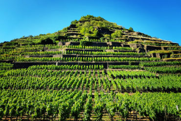 weinanbaugebiete in deutschland weinregion ahr In der Weinregion Ahr gedeihen vor allem Rotweinreben. Mit nur 561 Hektar Rebfläche ist dieses Anbaugebiet zwar klein, jedoch keineswegs unbedeutend.
