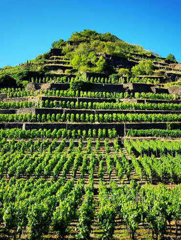 In der Weinregion Ahr gedeihen vor allem Rotweinreben. Mit nur 561 Hektar Rebfläche ist dieses Anbaugebiet zwar klein, jedoch keineswegs unbedeutend.