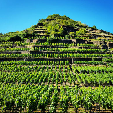 In der Weinregion Ahr gedeihen vor allem Rotweinreben. Mit nur 561 Hektar Rebfläche ist dieses Anbaugebiet zwar klein, jedoch keineswegs unbedeutend.