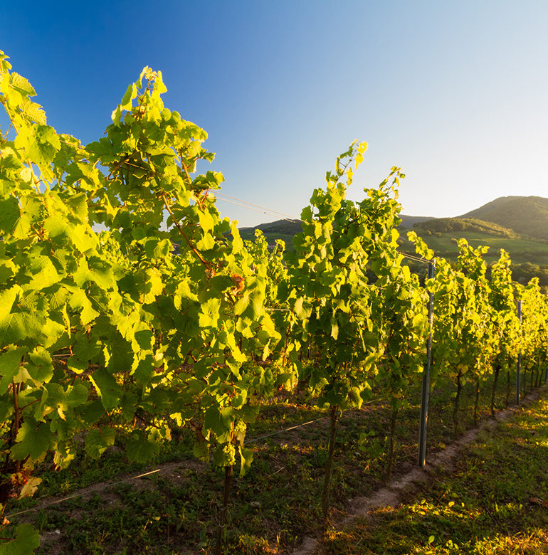weinbaugebiete deutschland pfalz Merlot, Kerner und Regent – für Pfälzer Winzer sind diese Rebsorten keine Fremdwörter. Lernen Sie eine der wichtigsten Weinbauregionen Deutschlands kennen.