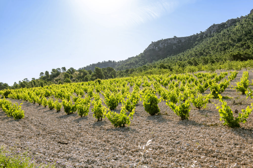 winzer bodega casa castillo jose maria vincente sanchez cerezo weinberg | Silkes Weinblatt