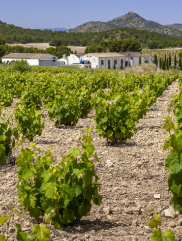 Jose Maria Vincente Sánchez-Cerezo, Winzer und Inhaber des spanischen Weinguts in der Region Jumilla, war so nett, unsere 14 Fragen im Winzerview zu beantworten.
