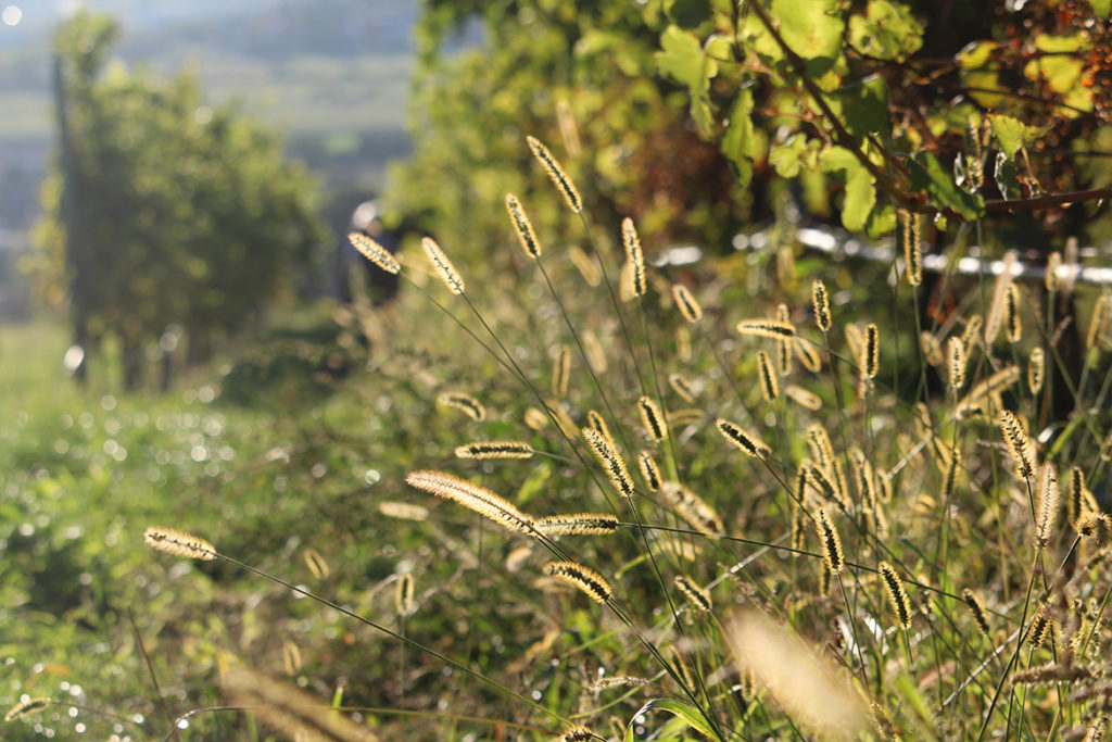 winzer interview weingut pfaffl roman natur | Silkes Weinblatt