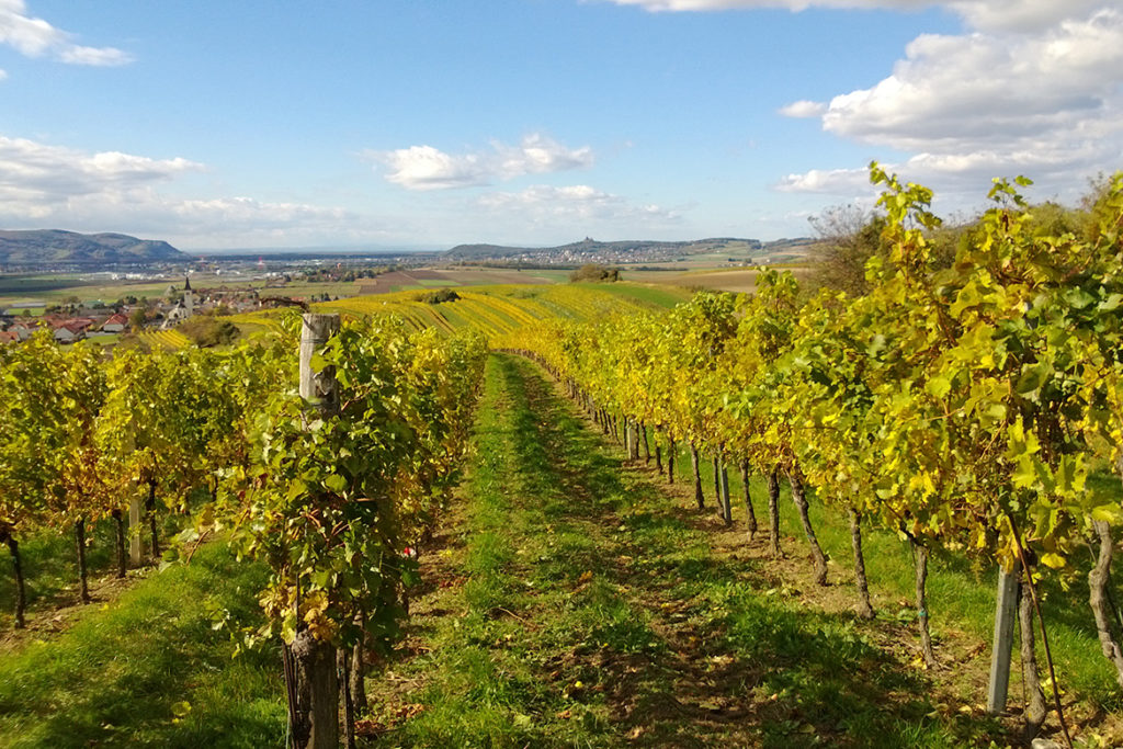 winzer interview weingut pfaffl roman weinberg 3 | Silkes Weinblatt