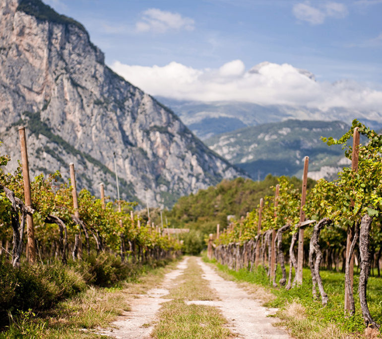 gardasee weinbau | Silkes Weinblatt