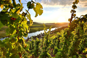 mosel rebsorten und weine 1155x770 | Silkes Weinblatt