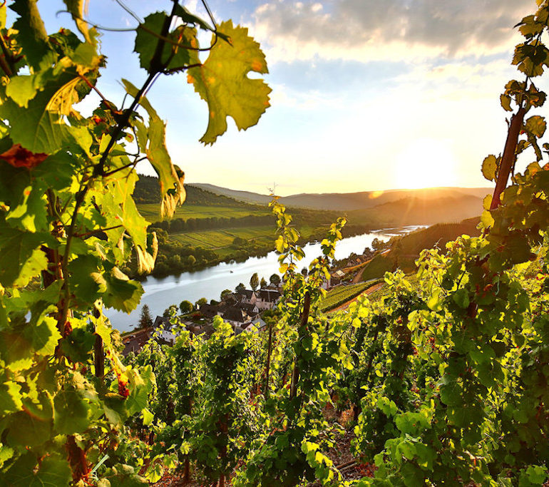 mosel rebsorten und weine 1155x770 | Silkes Weinblatt