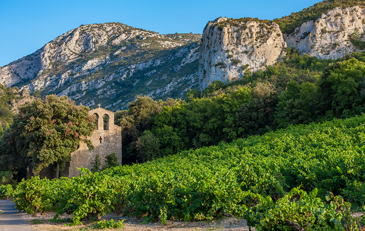Weinberg mit Ruine in Languedoc-Roussillon | Silkes Weinkeller