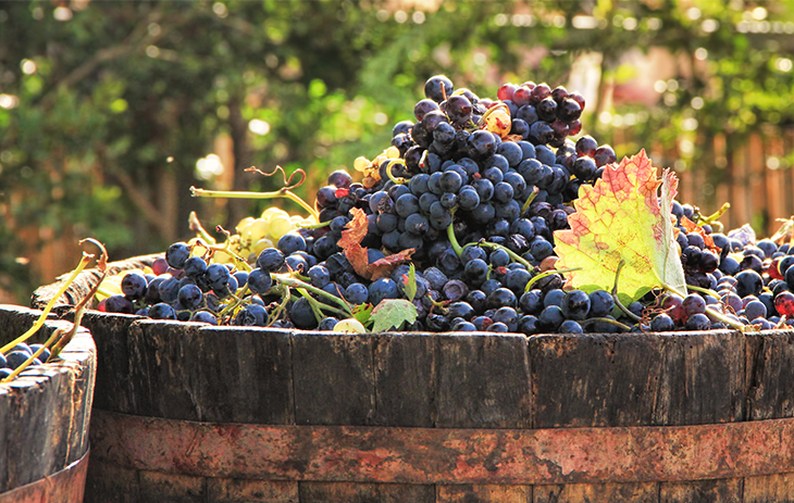 Dunkle Weintrauben in einem großen Holzbottich | Silkes Weinkeller