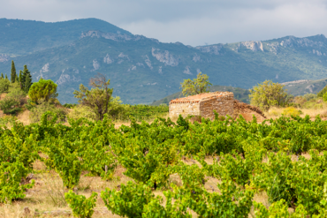 Weinreben in Languedoc-Roussillon | Silkes Weinkeller