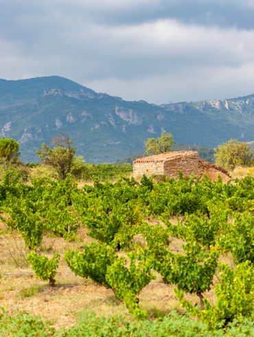 Weinreben in Languedoc-Roussillon | Silkes Weinkeller
