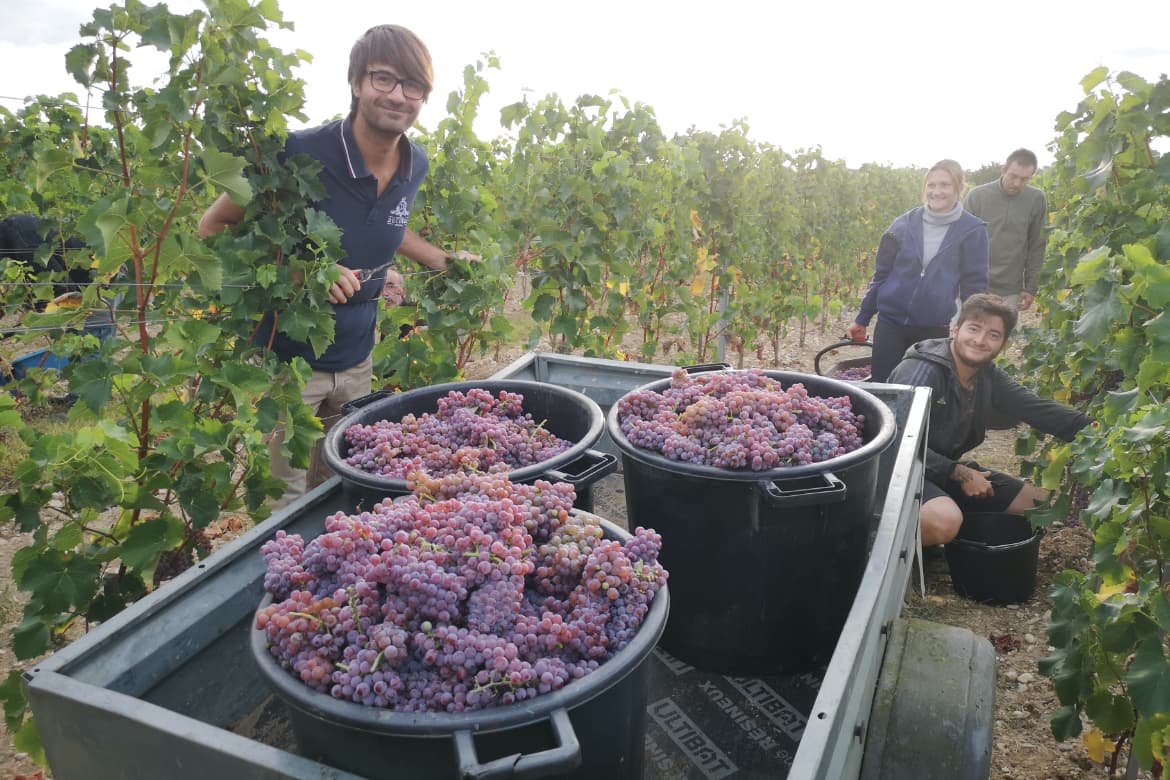 Vignoble Ducourt Weingut, Jonathan bei der Weinlese und Ernte