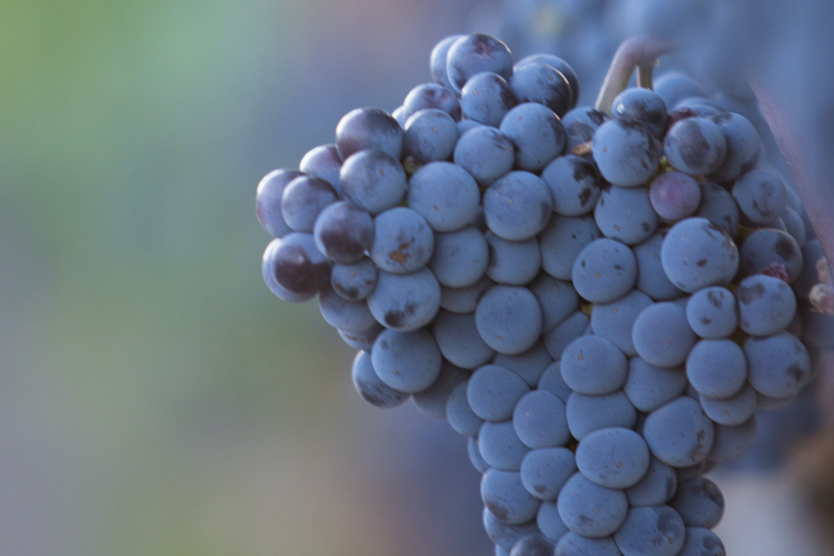 Blaue Traubenrebe von der Bodega Son Mayol | Silkes Weinkeller