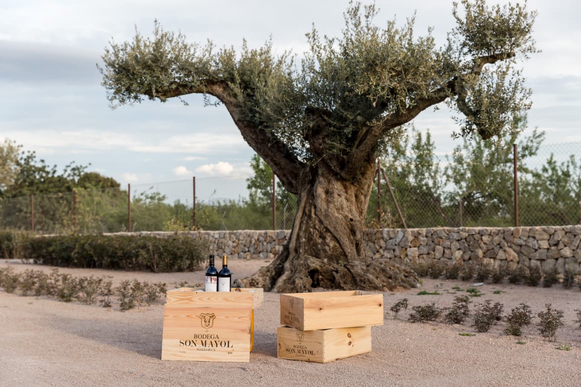 Bodega son Mayol Weinflaschen vor einem Baum