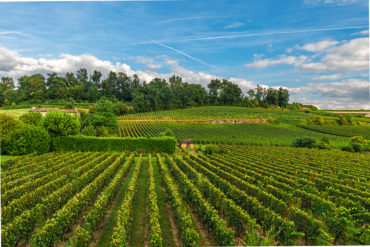 Grüne Rebfläche und blauer Himmel