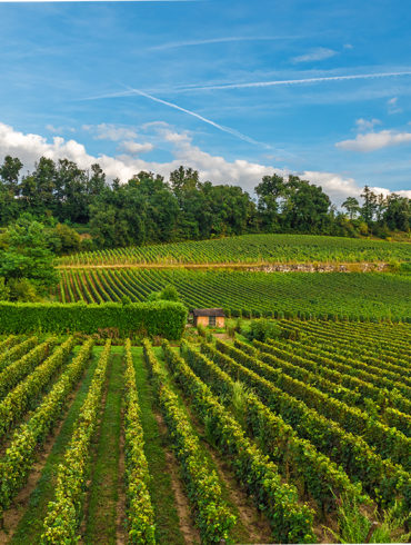 Grüne Rebfläche und blauer Himmel