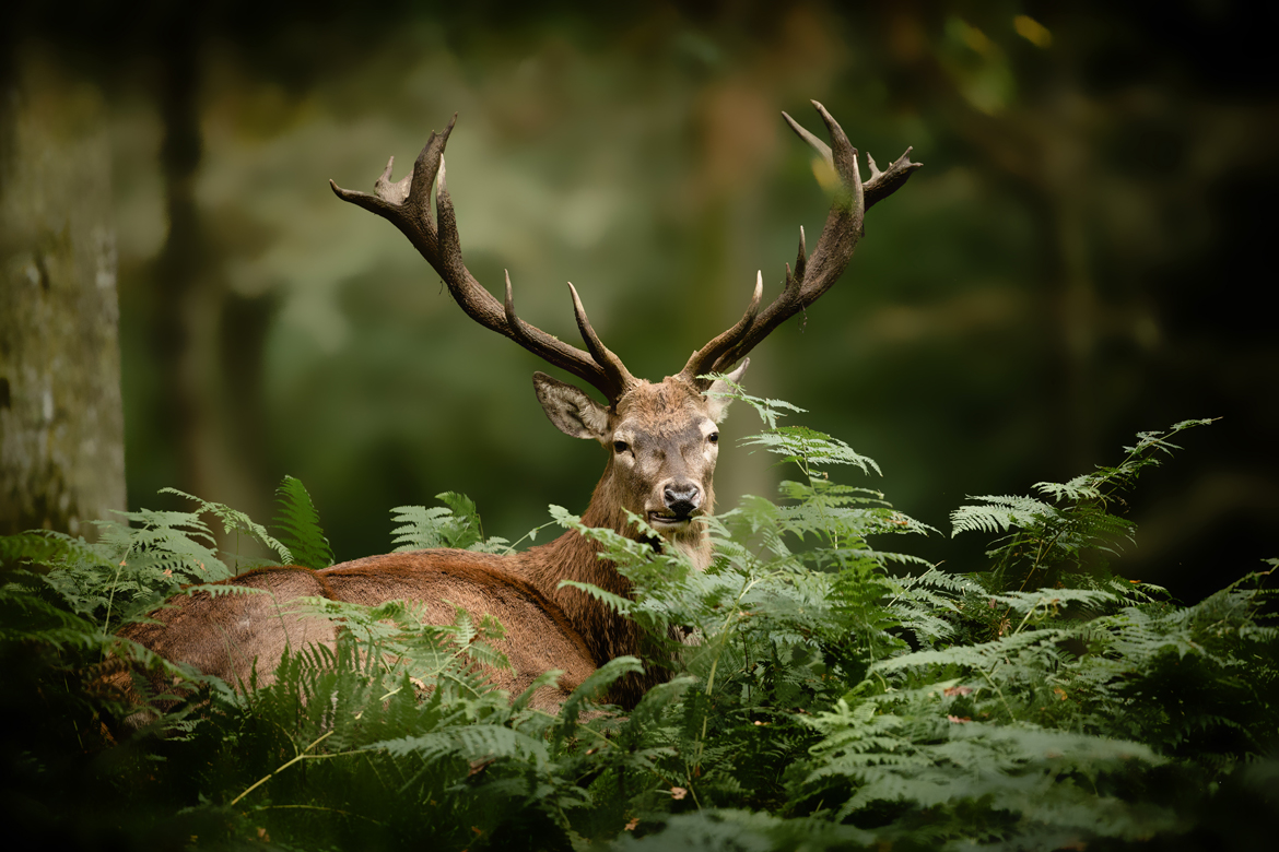 Ein Hirsch im Wald | Silkes Weinkeller