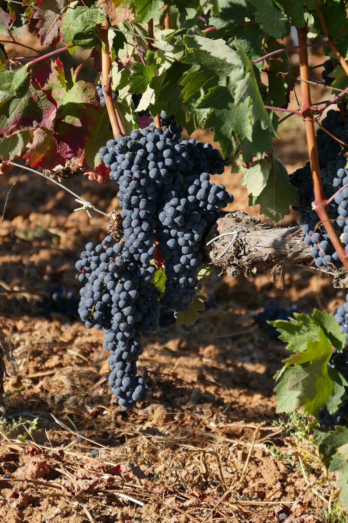 Blaue Trauben an einer Weinrebe
