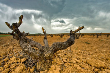 Rebe auf Kalk-Lehm-Boden in Ribera del Duero - Silkes Weinkeller