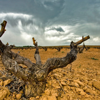 Rebe auf Kalk-Lehm-Boden in Ribera del Duero - Silkes Weinkeller
