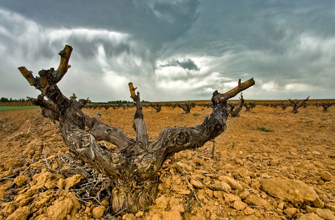 Ribera del Duero Imposante Weinregion im Norden Spaniens