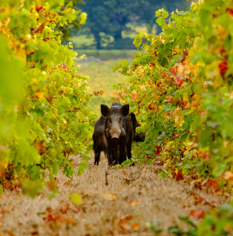 Wildschrein zwischen den herbstlichen Blättern von Weinreben | Silkes Weinkeller