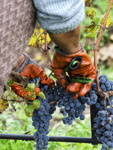 Arbeiter schneidet blaue Trauben von Rebe - Silkes Weinkeller