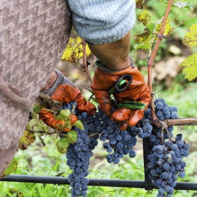 Arbeiter schneidet blaue Trauben von Rebe - Silkes Weinkeller