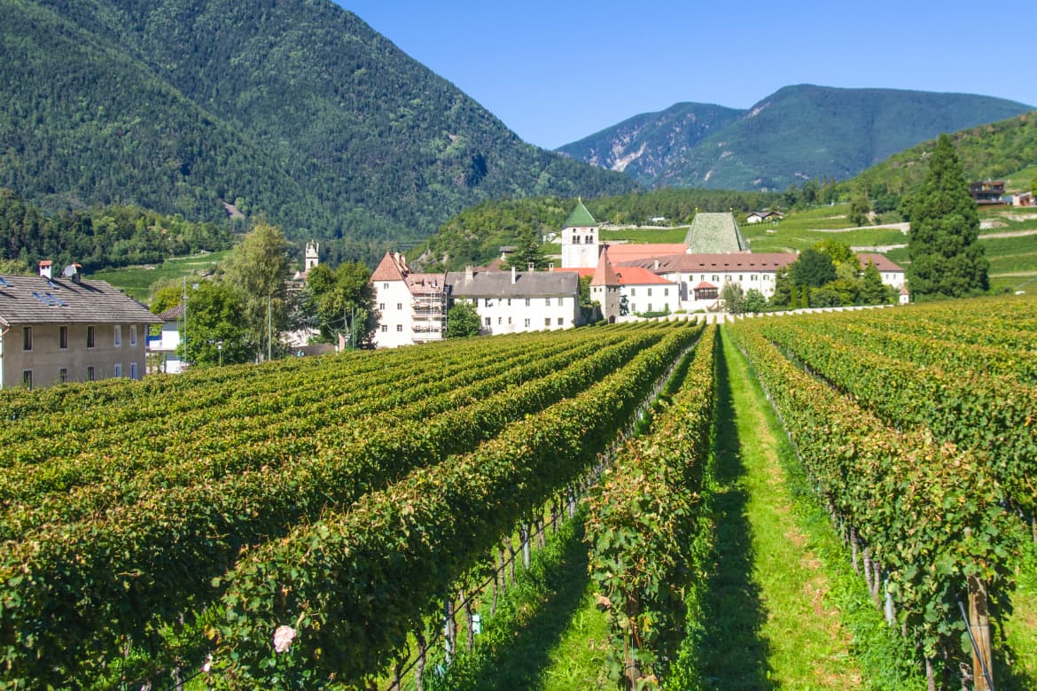 Weingut im Hintergrund und Weinberge im Vordergrund
