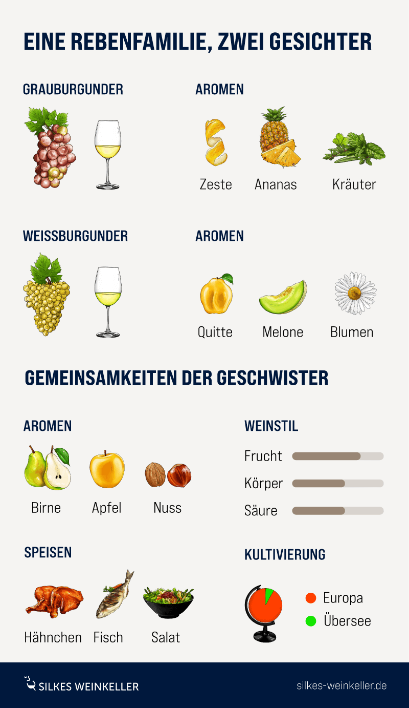 Infografik mit Elementen fürUnterschied Rebsorten