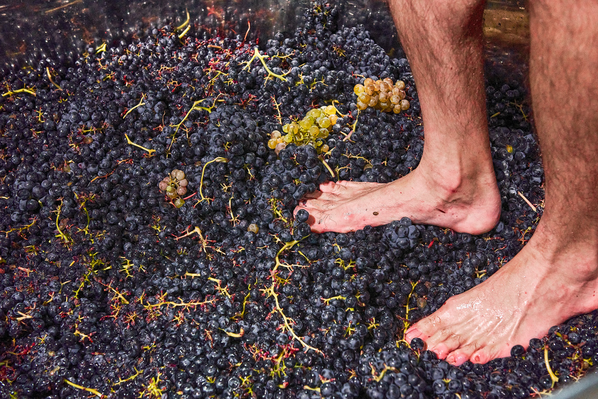 Füße auf dunklen Weintrauben