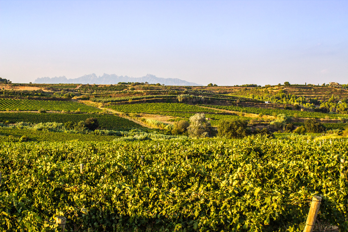 Weinfelder mit weißen Reben