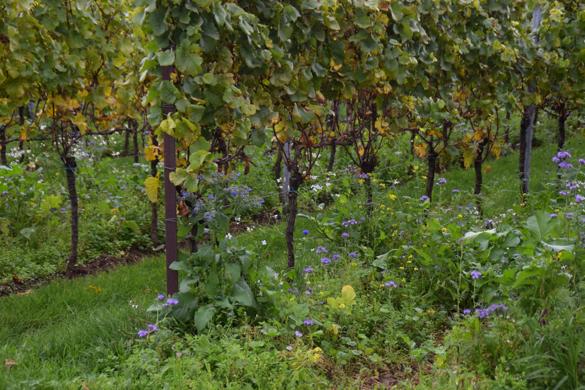 Weinreben auf grüner Wiese