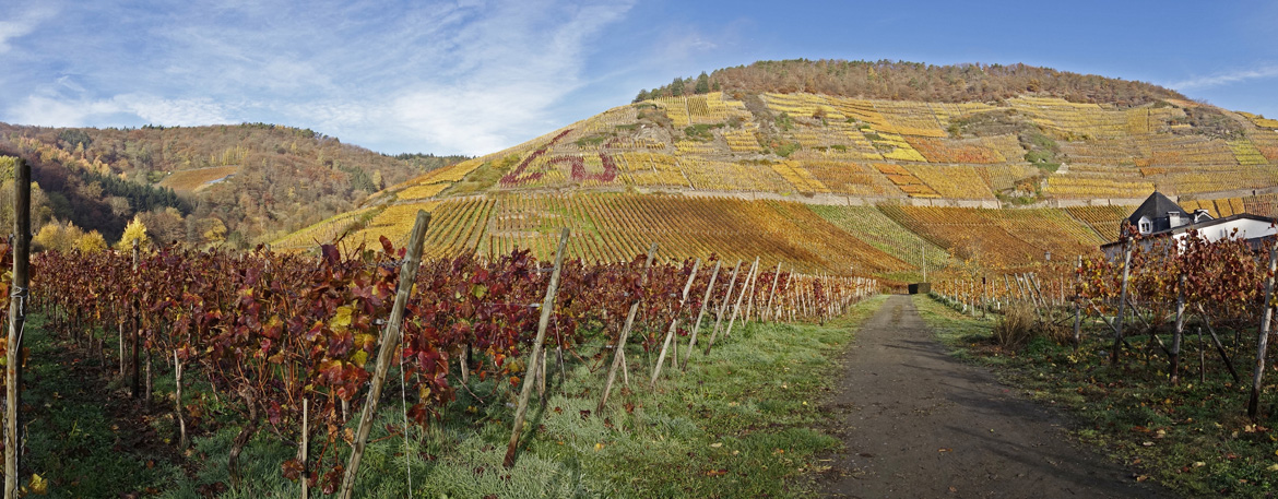 großer Weinberg mit Rebstöcken