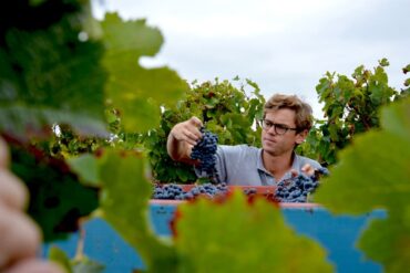 Mann bei der Arbeit im Weinberg