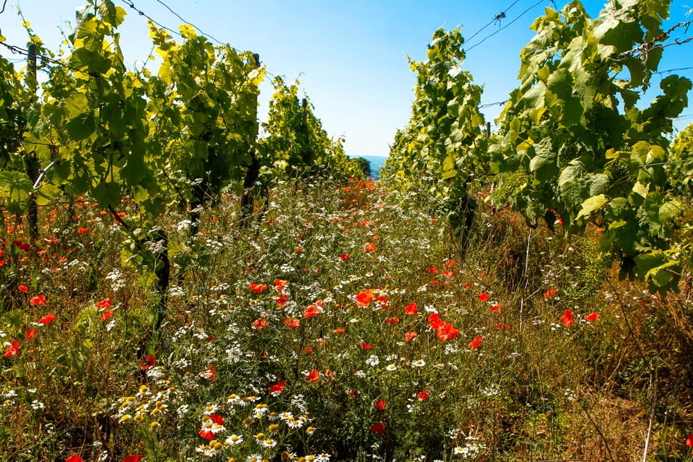 Weinberg Galler, Zwischen den Reben mit naturgewachsenen Blümchen