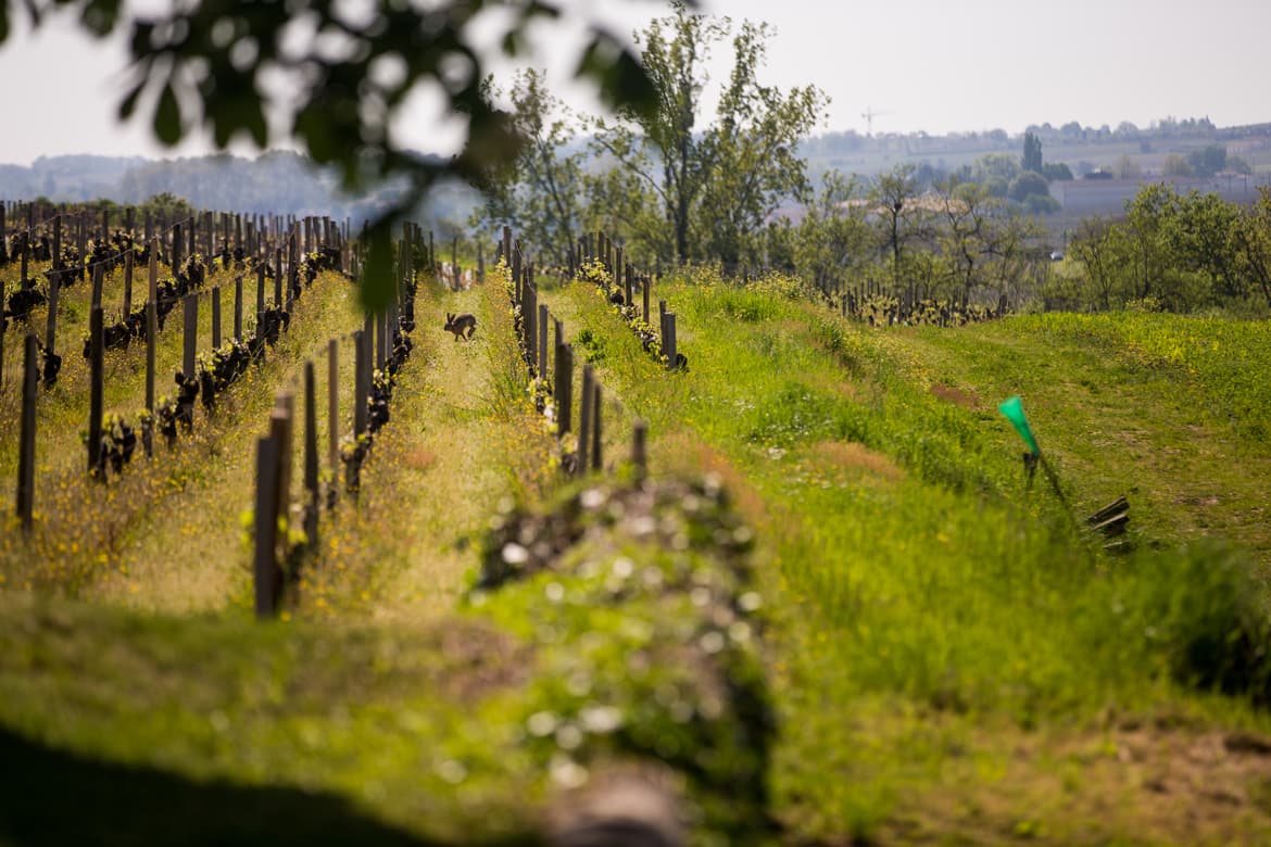 Blick auf Weinberge mit Hase