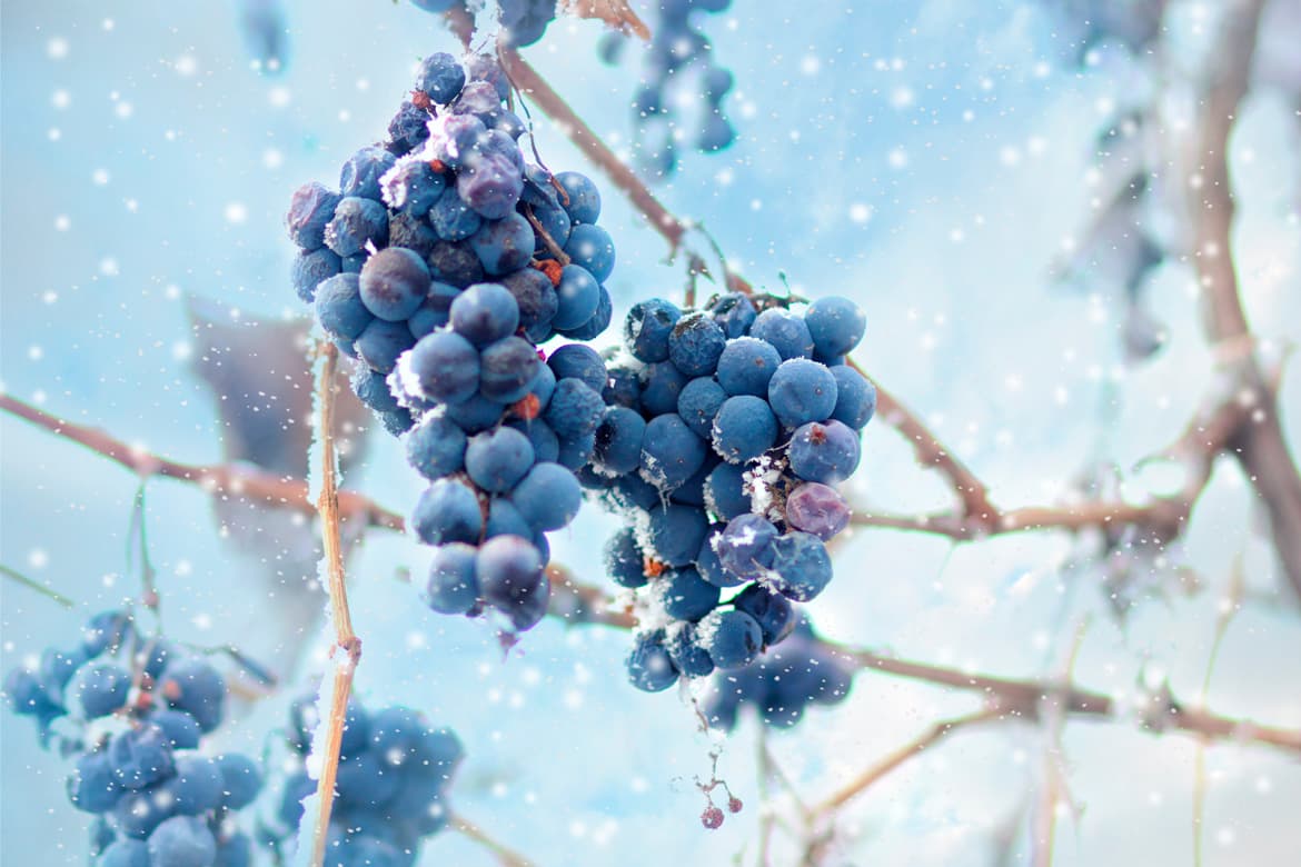 Weinbau rote Trauben mit Frost