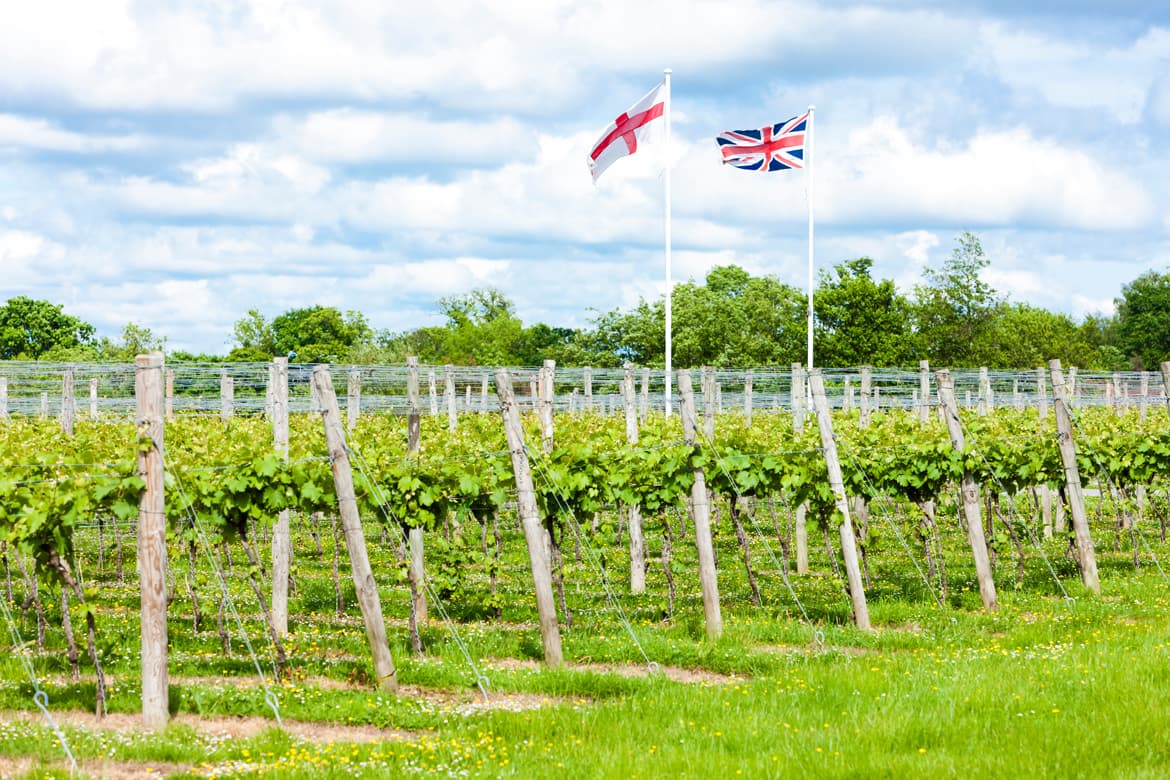 Weinbau Weinberg in England