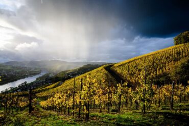 bauernregeln wein Reben mit gelben Laub in Sturm und Regen