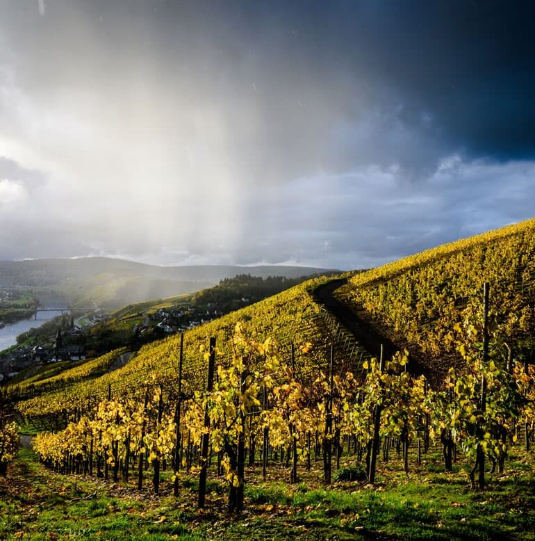 Reben mit gelben Laub in Sturm und Regen