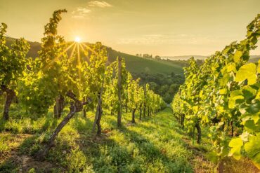 Grüne Reblandschaft im Sonnenuntergang