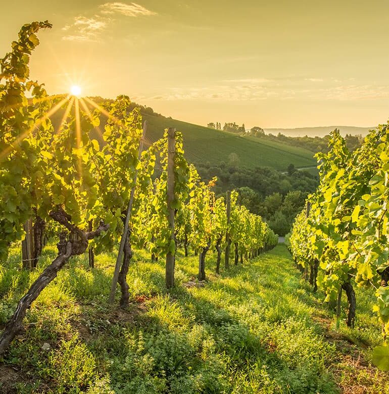 Grüne Reblandschaft im Sonnenuntergang