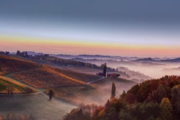 Ein Weinberg bei Sonnenaufgang in Nebel gehüllt