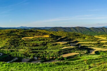weinberge Grübe Weinberge mit blauem Himmel